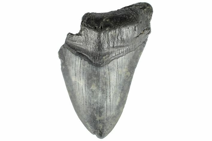 Partial Megalodon Tooth - South Carolina #194017